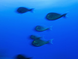 Schooling Yellowmask Surgeonfish, Acanthurus Mata Photographic Print by Mauricio Handler