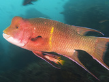 A Small Female and a Big Male Streamer Hogfish, Bodianus Diplotaenia Photographic Print by Mauricio Handler