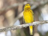 A Golden Warbler, Dendroica Petechia Rufivertex, on a Branch Photographic Print by Roy Toft