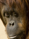 Close Up of the Face of an Orangutan, Pongo Pygmaeus Lámina fotográfica por Paul Sutherland Close Up of the Face of an Orangutan, Pongo Pygmaeus Lámina fotográfica por Paul Sutherland