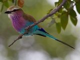 A Lilac-Breasted Roller Perching on a Tree Branch Photographic Print by Roy Toft