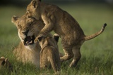 African Lion Cubs, Panthera Leo, Playing with a Lioness Photographic Print by Beverly Joubert