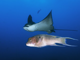Eagle Ray, Aetobatus Narinari and a Streamer Hogfish, Bodianus Diplotaenia Photographic Print by Mauricio Handler