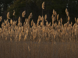 A Field of Sea Oats Photographie par Karen Kasmauski
