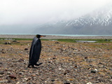 A Rare Melanistic King Penguin on a Rocky Beach with Seals Photographic Print by Andrew Evans