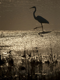 A Backlit View of an Egret in Rippled Water and Reflections Photographic Print by Karen Kasmauski