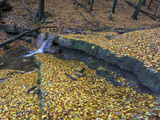 Small Waterfall and Scattered European or Common Beech Leaves Photographic Print by Joe Petersburger