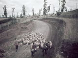 Chilean Ranchers Herd their Sheep from Pastures to Corrals Photographie par W. Robert Moore