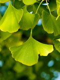 Close Up of Ginkgo Leaves Photographie par Brian Gordon Green
