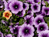 Purple Petunias and One Orange One Photographic Print by Brian Gordon Green