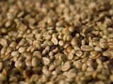 Coffee Beans Drying in the Sun Photographie par David Evans