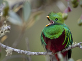 Resplendent Quetzal, Pharomachrus Mocinno, Perched on a Tree Branch Photographie par Roy Toft