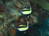 Longfin Bannerfish, Heniochus Acuminatus, Swim over a Coral Ledge Photographic Print by Mauricio Handler
