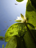 Mosquitofish, Gambusia Affinis, and White Water Lily, Nymphaea Alba Photographic Print by Joe Petersburger