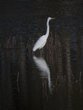 An Egret Standing in Rippled Water and Reflections Photographic Print by Karen Kasmauski