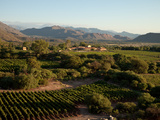 The Vineyards at a Luxury Hotel and Winery Photographic Print by Michael S. Lewis