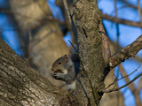 A Grey Squirrel Basks in the Sun Eating a Nut Photographic Print by Brian Gordon Green