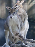 Portrait of Captive Agile Wallabys, Macropus Agilis Photographic Print by Kent Kobersteen