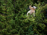 A Kermode Bear Climbs a Pacific Crab Apple Tree to Grab its Fruit Photographie par Paul Nicklen