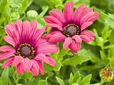 Close-Up of Pink African Daisies, Osteospermum, Asteraceae Photographic Print by Brian Gordon Green