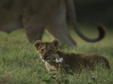 Portrait of an African Lion Cub, Panthera Leo Photographic Print by Beverly Joubert