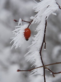 Dog Rose, Rosa Canina, Covered in Frost Photographic Print by Joe Petersburger
