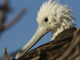 A Juvenile Great Frigatebird, Fregata Minor Photographic Print by Tim Laman