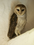 A Portrait of a Barn Owl, Tyto Alba, Roosting in a Building Photographic Print by Tim Laman