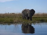 African Elephant, Loxodonta Africana, Standing at the Water's Edge Photographic Print by Beverly Joubert