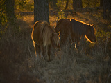 A Back Lit View of Chincoteague Ponies in a Woodland Photographie par Karen Kasmauski
