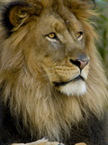 Portrait of a Resting Male African Lion, Panthera Leo Photographie par Paul Sutherland
