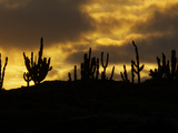 Sihouetted Cacti at Sunset Photographic Print by Tim Laman