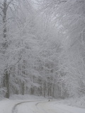 Road Through Frost-Covered Deciduous Forest Photographic Print by Joe Petersburger