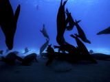 Galapagos Sea Lions Starving During an El Nino Year Photographic Print by Mauricio Handler