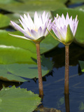 Tropical Water Lilies, Nymphaea Species, Growing in a Thermal Pond Photographic Print by Joe Petersburger