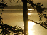 Silhouetted Pine Trees and Dramatic Golden Sunset over Penobscot Bay Photographie par Anne Keiser