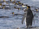King Penguin, Aptenodytes Patagonicus, Preparing to Enter the Ocean Photographic Print by Roy Toft