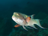 A Streamer Hogfish, Bodianus Diplotaenia Photographic Print by Mauricio Handler