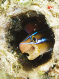 Blue Striped Fangblenny, Plagiotremus Rhinorhynchos in a Burrow Photographic Print by Mauricio Handler