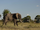 Tourists in Jeeps Observing an African Elephant, Loxodonta Africana Photographic Print by Beverly Joubert
