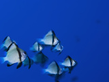 A School of Juvenile Obicular Damselfish, Amblyglyphidodon Orbicularis Photographic Print by Mauricio Handler