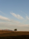 A Lone Pinon Pine Tree on a Hillside Near American Falls Photographic Print by Bill Hatcher