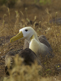 Waved Albatrosses, Phoebastria Irrorata, in Courtship Behavior Photographic Print by Tim Laman