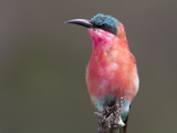 Portrait of a Southern Carmine Bee-Eater Photographic Print by Roy Toft