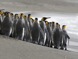 King Penguins, Aptenodytes Patagonicus, Crowded on a Beach Photographic Print by Roy Toft