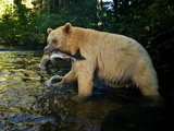 A Five-Year Old Male Kermode Bear with a Pink Salmon in its Jaws Photographie par Paul Nicklen