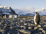 King Penguin, Aptenodytes Patagonicus, Rookery at Right Whale Bay Photographic Print by Roy Toft