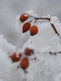 Dog Rose, Rosa Canina, Covered in Frost Photographic Print by Joe Petersburger