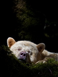 A Kermode Bear Sleeps in a Mossy Bed Photographie par Paul Nicklen