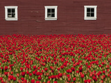 A Field of Red Tulips and a Barn in Spring Photographic Print by Karen Kasmauski